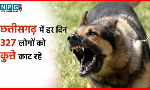 कुत्तों का ऐसा आतंकः छत्तीसगढ़ में हर दिन 327 लोगों को कुत्ते काट रहे, सबसे अधिक डॉग बाइट रायपुर में, मानव अधिकार आयोग का खुलासा