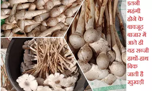 Khukdi : 1200 रुपए किलो वाली सब्जी का स्वाद चख रहे रायपुरिया...जानें क्या है खासियत और फायदें... कभी-कभी जानलेवा भी हो सकती है ये सब्जी, ऐसे करें विषैले की पहचान