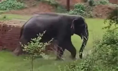 Korba News: मॉर्निंग वाक पर निकली महिला पर हाथी ने किया हमला: जंगल से भटक कर कोल माइंस एरिया पहुंचा गजराज