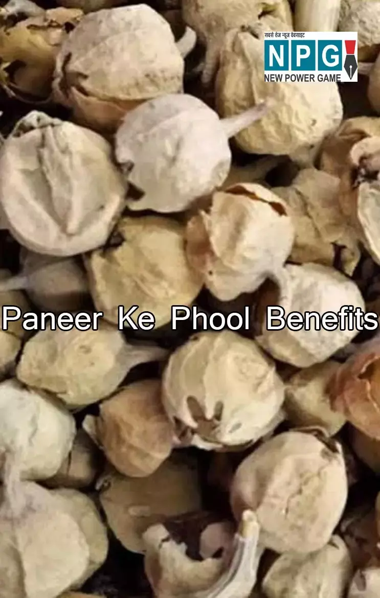 Paneer Ke Phool Benefits: पनीर के फूल से डायबिटीज़ रोगियों को मिलता नया जीवन, बड़ी-बड़ी समस्याओं का हल जानिये यहां