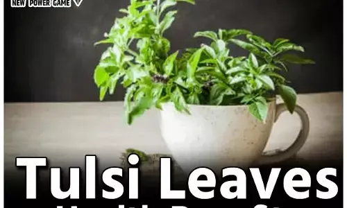 Tulsi Leaves Health Benefits: तुलसी पवित्र ही नहीं, बहुउपयोगी औषधि भी, आइए जानते हैं इसके खास फायदे...