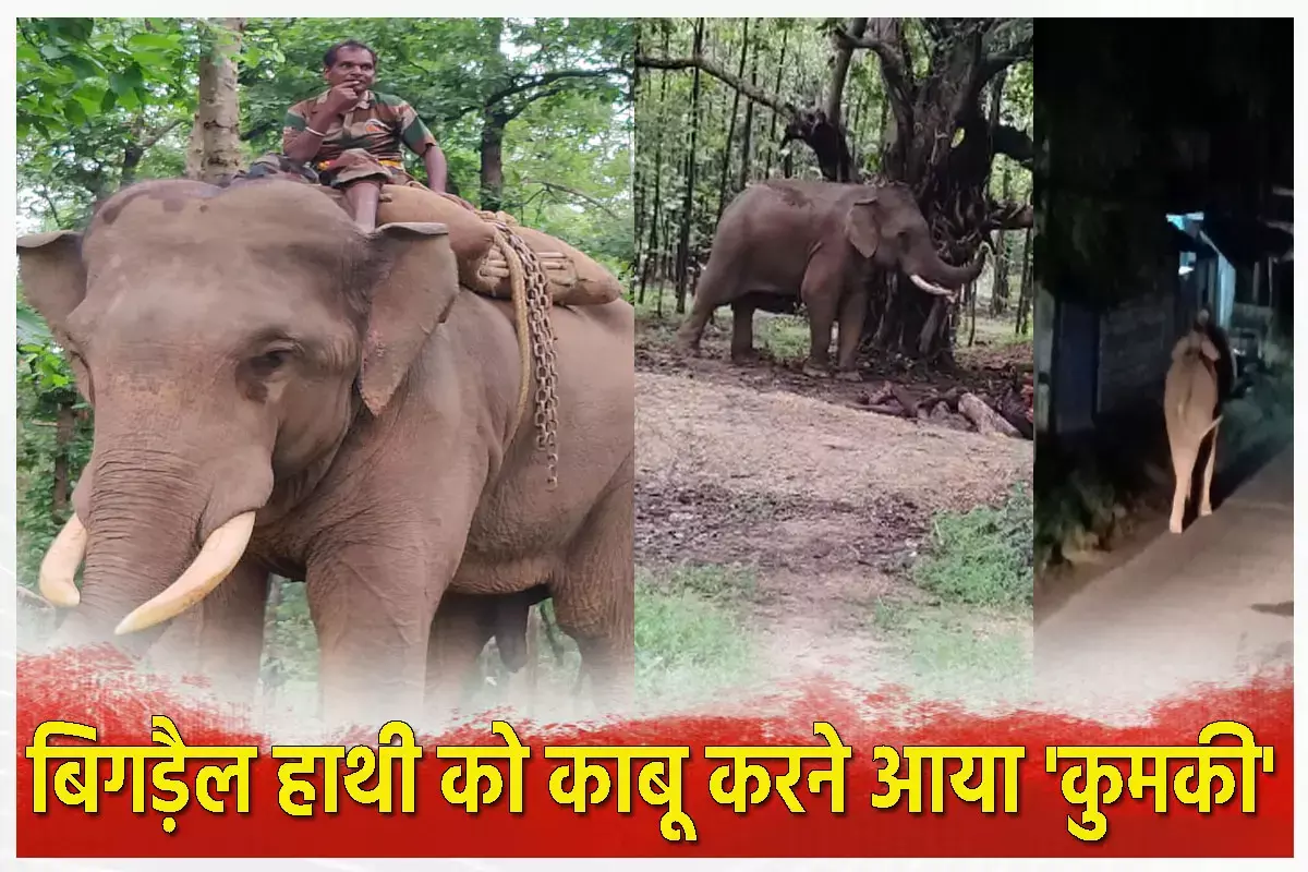 Kumki Elephant: बिगड़ैल दंतैल हाथी को काबू करने आया कुमकी, टाइगर को ट्रैक करने में भी निभा चुका महत्वपूर्ण भूमिका...