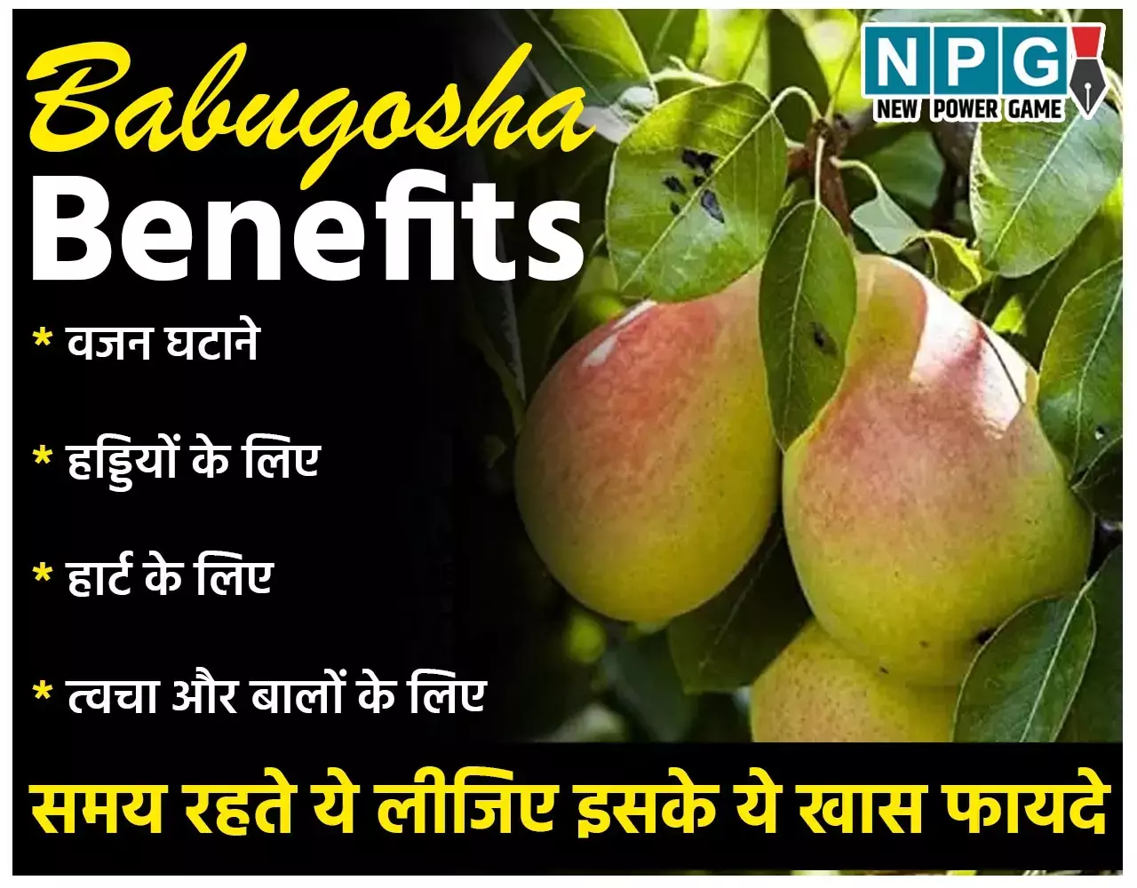 Babugosha Health Benefits: मुलायम, मीठा और जूसी बाबूगोशा है बरसात का सुपरफूड, समय रहते ये लीजिए इसके ये खास फायदे...