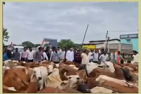 Chhattisgarh News: कांग्रेस का गो-सत्‍याग्रह: मवेशियों के साथ कांग्रेस ने किया प्रदर्शन, बीजेपी का पलटवार...