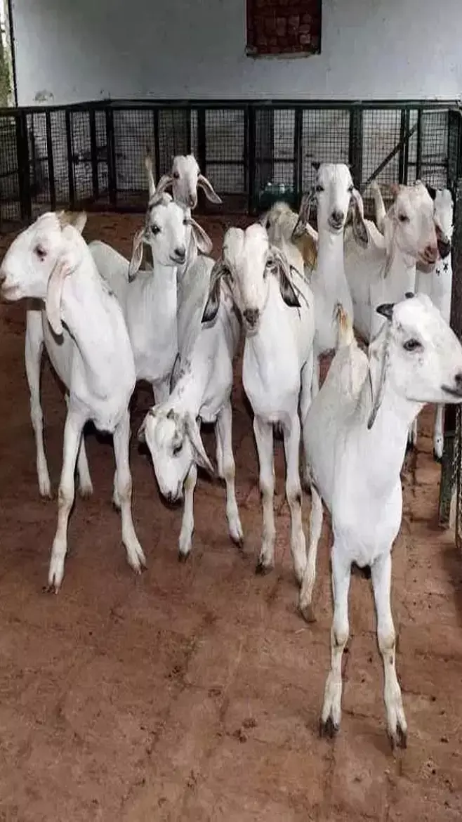 अब करें बकरी पालन से लाखों की कमाई, सरकार दे रही सब्सिडी, जानिए कहां दे आवेदन..