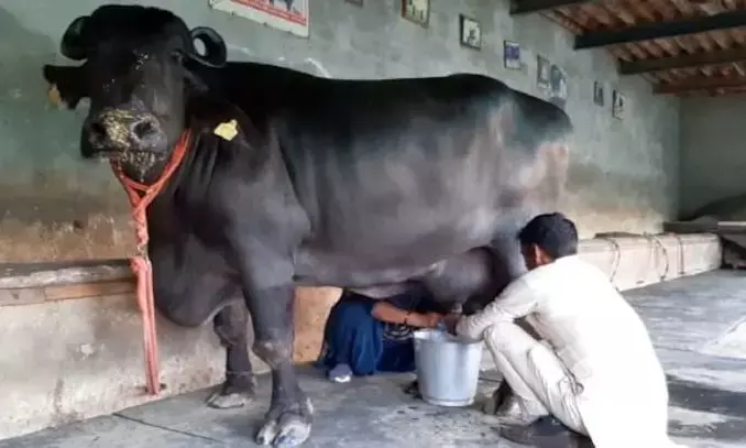 Kamarchath 2024 : कमरछठ में इसलिए महत्वपूर्ण होता है भैंस का दूध