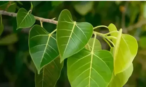 Peepal Leaves Health Benefits: पीपल सोखता है हानिकारक Co2, देता है खूब सारी ऑक्सीजन, इसके पेड़ का हर हिस्सा उपयोगी, जाने स्वास्थ्य लाभ...