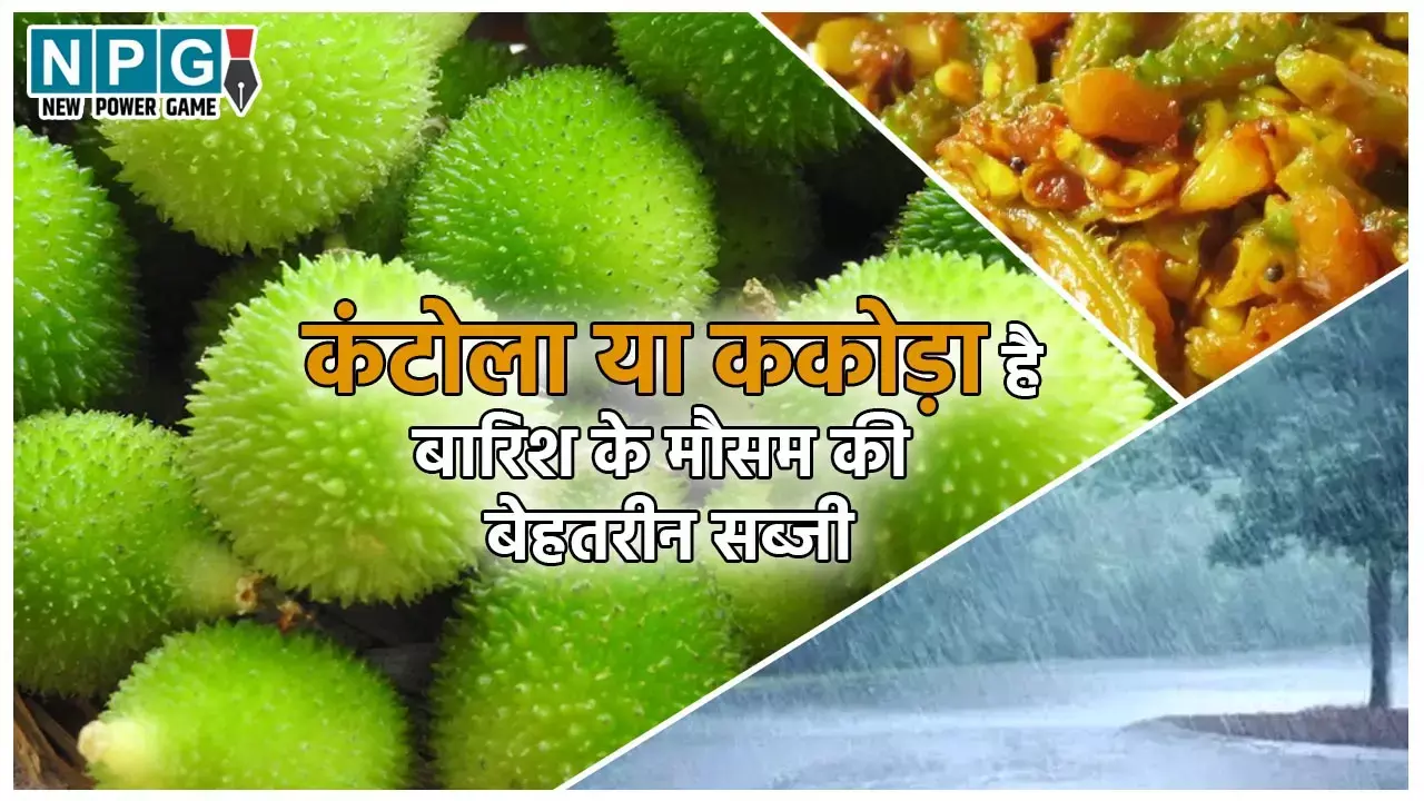 Kantola Health Benefits: कंटोला या ककोड़ा है बारिश के मौसम की बेहतरीन सब्जी, वेजिटेरियन के लिए विटामिन बी 12 का है उम्दा और सस्ता सोर्स...