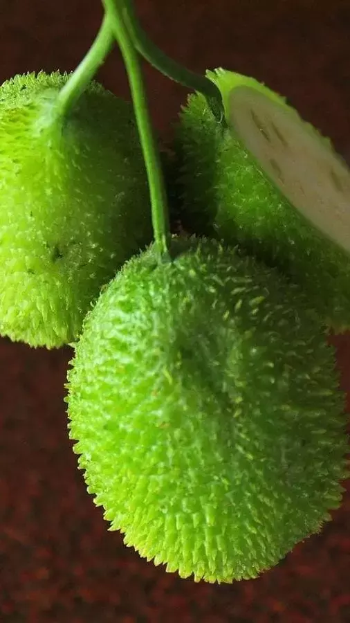 Kakoda Ke Fayde: वेजिटेरियन के लिए विटामिन बी 12 का है उम्दा और सस्ता सोर्स है कंटोला, वेट लाॅस समेत मिलेंगे ये फायदे...