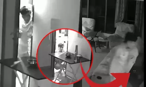 बिल्ली के सामने चोर भी हुआ फूस! इस मशहूर फिल्म डायरेक्टर के घर पर चोरी रोकी चतुर बिल्ली, घटना CCTV में कैद...