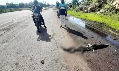 Bilaspur News: डैम से बाहर निकले मगरमच्छ की एक्सीडेंट में हुई मौत...