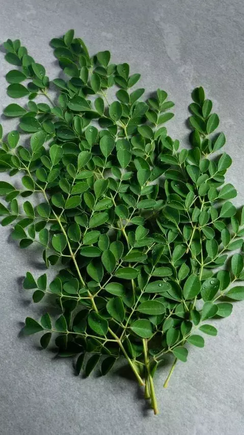 महिलाओं के लिए मोरिंगा की पत्तियों के फायदे...