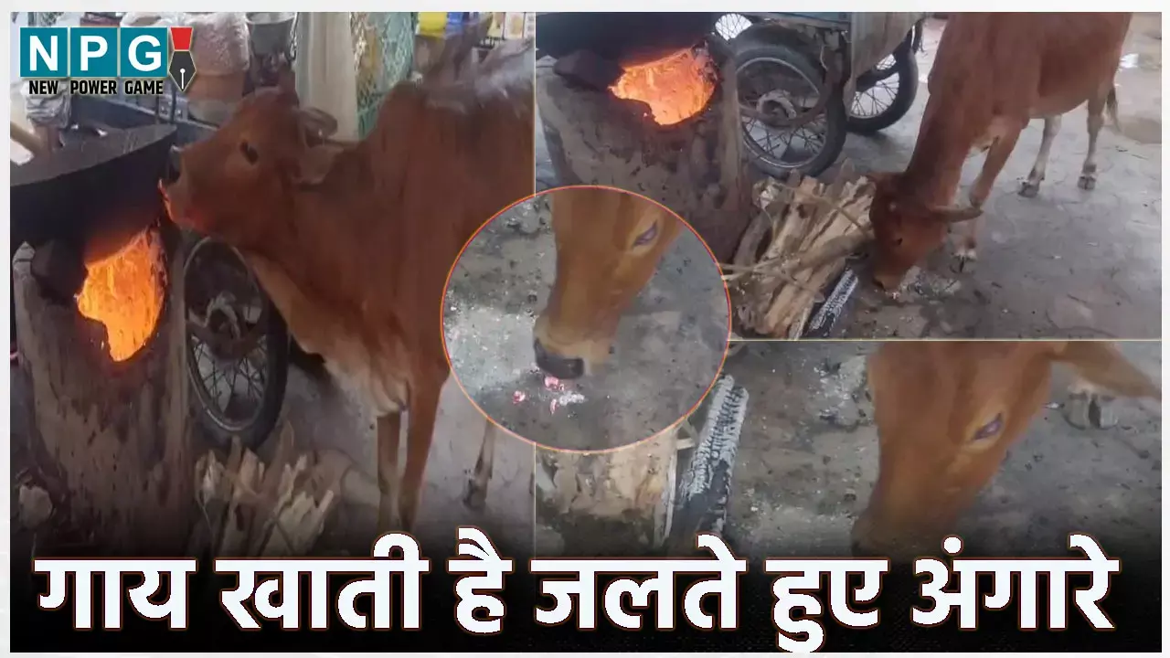 Cow Eats Embers: छत्तीसगढ़ में गाय खाती है जलते हुए अंगारे, चमत्कार मानकर लोग कर रहें पूजा-पाठ, वीडियो वायरल...