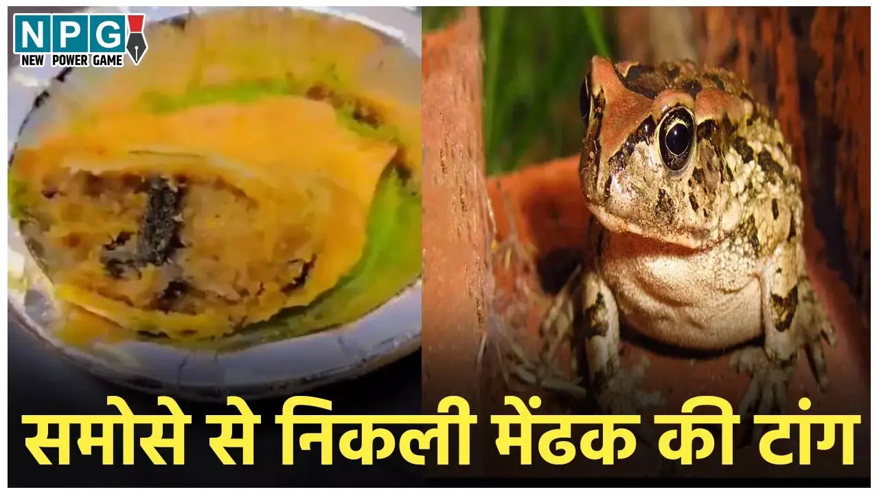 Frog In Samosa: चॉकलेट में चूहा, आइसक्रीम में उंगली...तो अब समोसे से निकली मेंढक की टांग, फेमस स्वीट शॉप में हुआ जमकर हंगामा