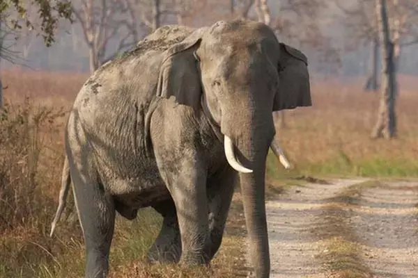 Elephant Death Case: हाथियों की मौत मामले में CM का एक्शन, वाइल्डलाइफ वार्डन वीएन अंबाड़े को हटाया, आदेश जारी