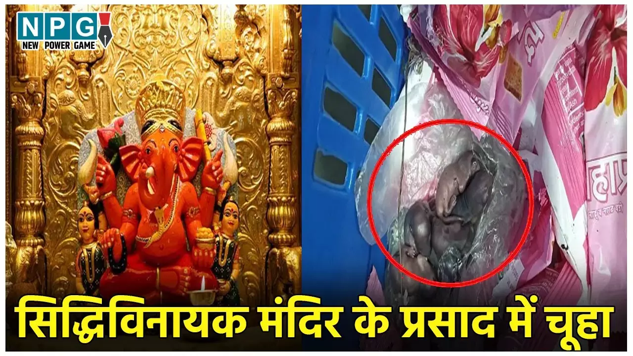Siddhivinayak Temple Prasad News: सिद्धिविनायक मंदिर के प्रसाद में मिले चूहे के बच्चे... वायरल हुआ वीडियो