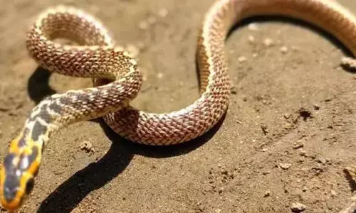 Dayodaya Express Snake News: यात्रियों की सुरक्षा भगवान भरोसे, ट्रेन के एसी कोच में बैठा हुआ था सांप, फिर जो हुआ...