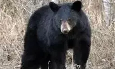 Bilaspur News: जंगल में दो ग्रामीणों को मौत के घाट उतारने वाला भालू ख़ुद चल बसा