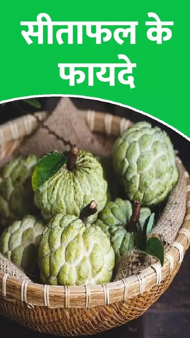Seetafal Ke Fayde: कैल्शियम सप्लिमेंट्स की जरूरत नहीं क्योंकि आ गया है सीताफल, जाने इसके सेवन के फायदे...