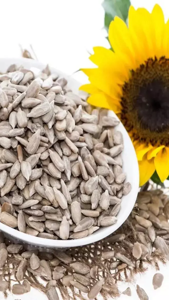 Sunflower Seeds Benefits: कैंसर से बचाते हैं सूरजमुखी के बीज, बढ़ाते हैं पुरुषों की फर्टिलिटी, जानिए कमाल के फायदे...