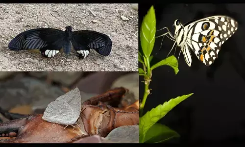 बारनवापारा में तितलियों को जानने और पहचानने का मिलेगा मौका, 21 से 23 अक्टूबर को बटरफ्लाई मीट का आयोजन...