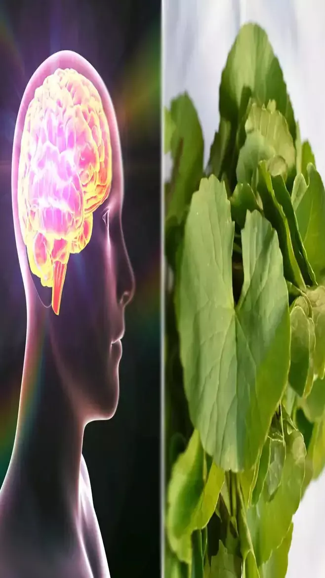 Memory Health Benefits: क्या आपकी भी याददाश्त होगी है कमजोर, और भूल जाने की लगी है आदत, तो अपनाएं ये धांसू ट्रिक...