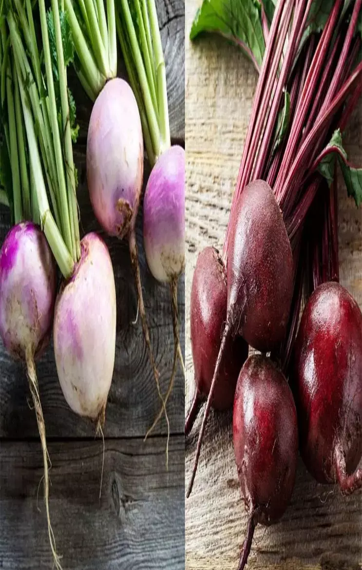 Turnip Vs Beetroot: क्या आपको पता है? शलजम और चुकंदर में क्या अंतर होता है?...