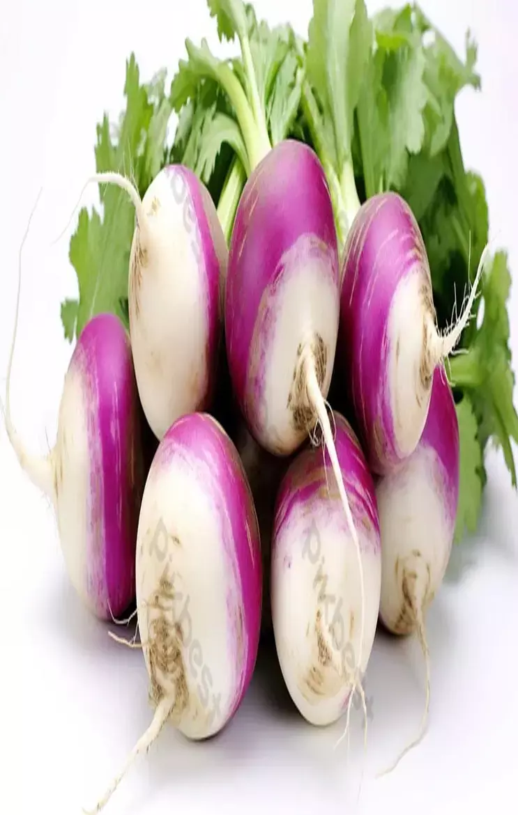 Turnip Vs Beetroot: क्या आपको पता है? शलजम और चुकंदर में क्या अंतर होता है?...
