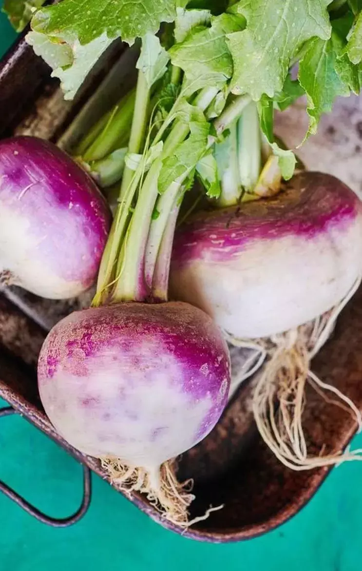 Turnip Vs Beetroot: क्या आपको पता है? शलजम और चुकंदर में क्या अंतर होता है?...