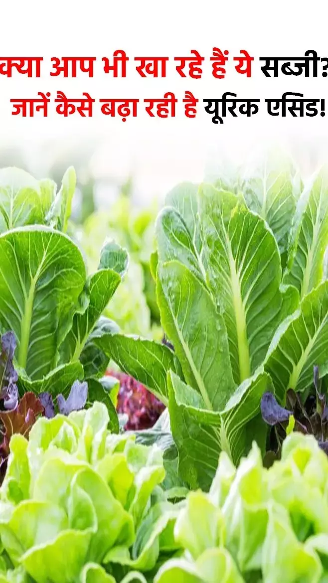 Paalak Ke Fayde: क्या आप भी खा रहे हैं ये सब्जी? जानें कैसे बढ़ा रही है यूरिक एसिड!...