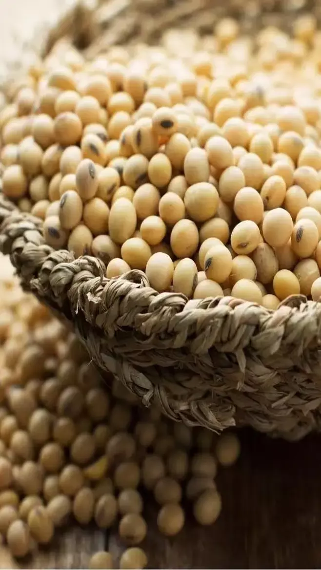 Soyabean Ke Fayde: फायदा ही फायदा, दूध-मांस से भी ज्यादा ताकतवर है सोयाबीन, जानिए इसके अनोखे गुण