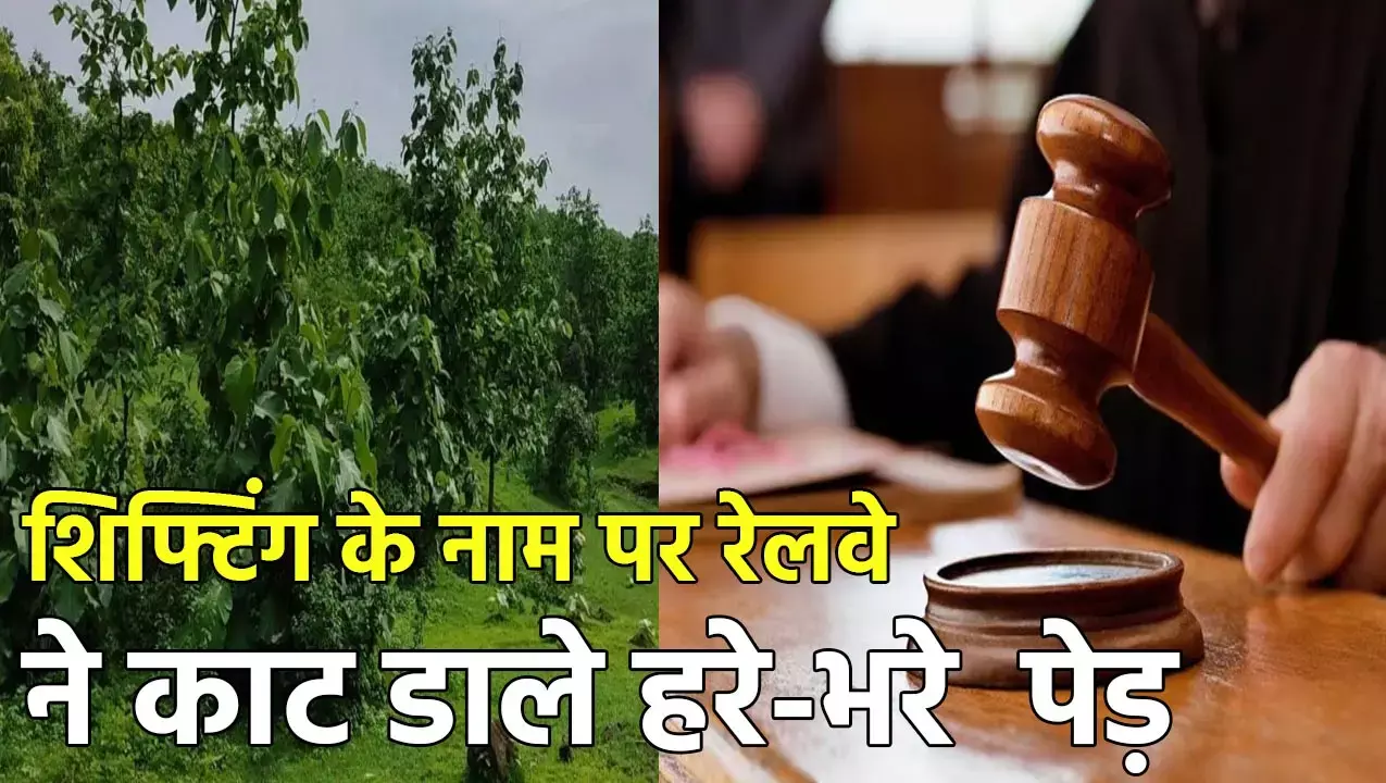 Bilaspur High Court: शिफ्टिंग के नाम पर रेलवे ने काट डाले सैकड़ों हरे-भरे  पेड़, हाई कोर्ट ने जताई नाराजगी, कहा...