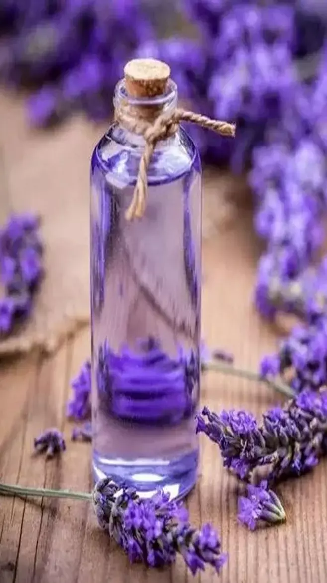 Essential Oil For Anti Aging: झुर्रियों ने छीन ली सारी खुशी? बुढ़ापे को मात देने में माहिर हैं ये एसेंशियल ऑयल...