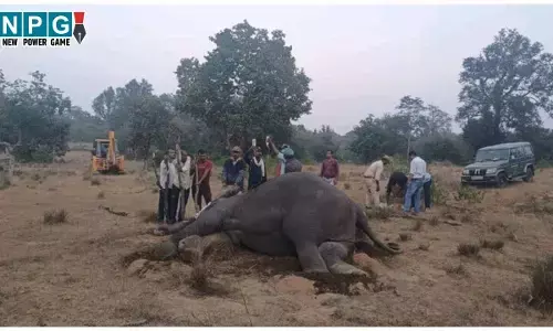 MP Elephant Death Case: टाइगर रिजर्व में 10 हाथियों की मौत, CM ने बुलाई आपातकालीन बैठक, सख्त कार्यवाही के दिए निर्देश