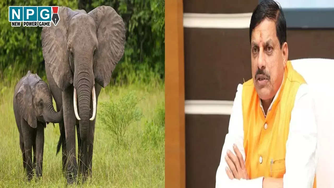 MP Elephant Death: 10 हाथियों की मौत पर CM मोहन यादव का एक्शन, 2 अधिकारी सस्पेंड, बनेगा हाथी टास्क फोर्स