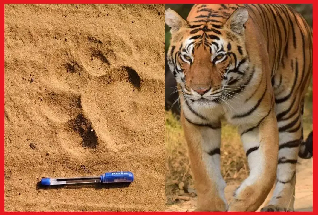 छत्तीसगढ़ के मानिकपुर जंगल में बाघ की चहल कदमी, पंजे के निशान मिलने से हड़कंप...