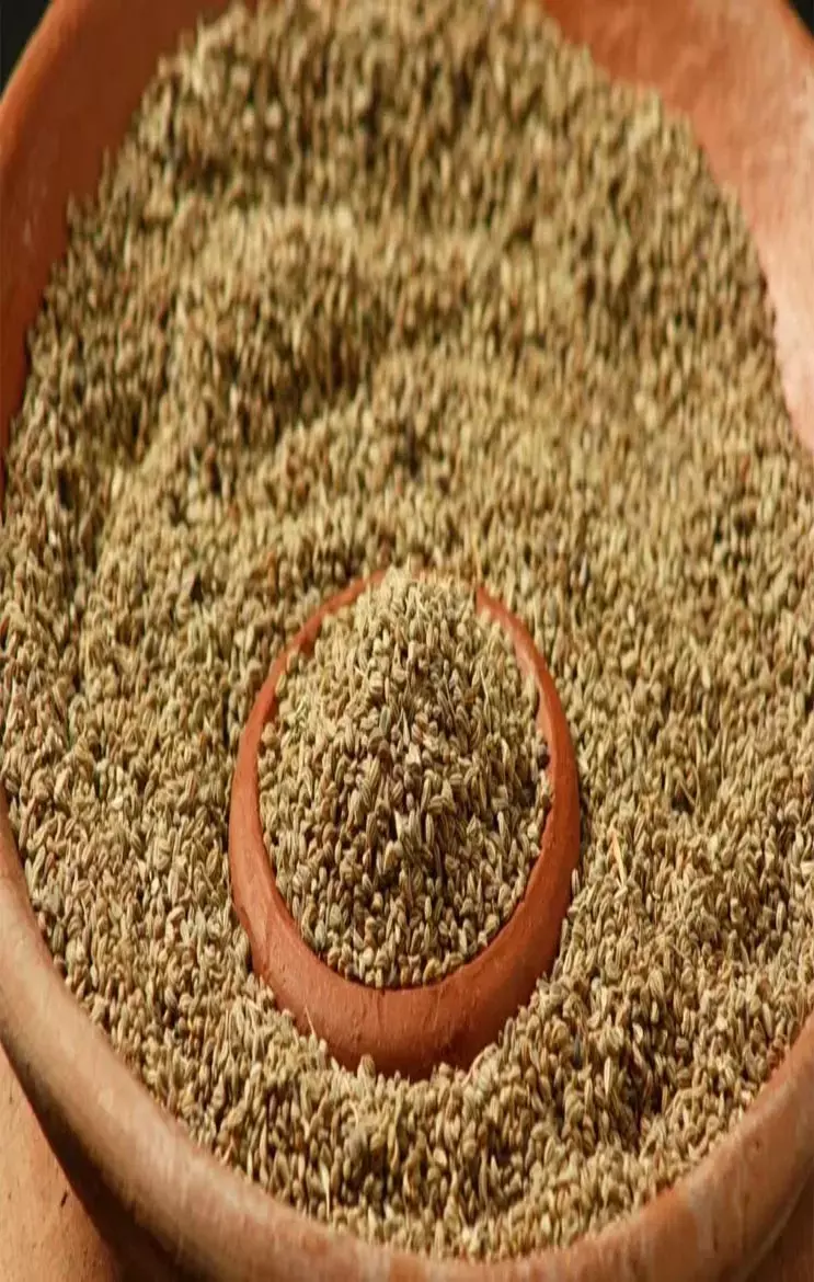 Ajwain For Uric Acid: अजवाइन के छोटे-छोटे दाने हैं यूरिक एसिड के दुश्मन, गठिया से राहत के लिए जाने कैसे करें इस्तेमाल
