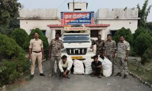 Raigarh News: पिकअप में लोड नारियल के बीच मिली गांजे की बाेरियां...