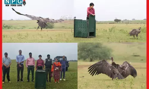 छत्तीसगढ़ में सफेद पूंछ वाले बीमार गिद्ध की बचाई गई जान, 500 किलोमीटर की यात्रा कर बागबाहरा वनक्षेत्र में पहुंचा था...