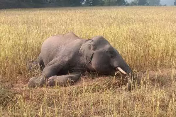 Chhattisgarh News: टाइगर रिजर्व एरिया में 3 दिन पहले टाइगर और अब मिला हाथी का शव, कहीं शिकारी की करतूत तो नहीं Chhattisgarh News: टाइगर रिजर्व एरिया में 3 दिन पहले टाइगर और अब मिला हाथी का शव, कहीं शिकारी की करतूत तो नहीं
