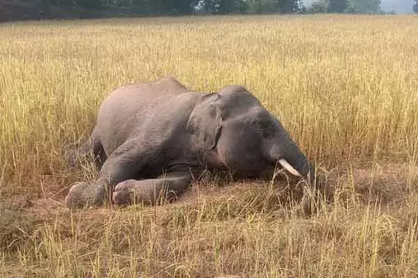 Chhattisgarh News: टाइगर रिजर्व एरिया में 3 दिन पहले टाइगर और अब मिला हाथी का शव, कहीं शिकारी की करतूत तो नहीं