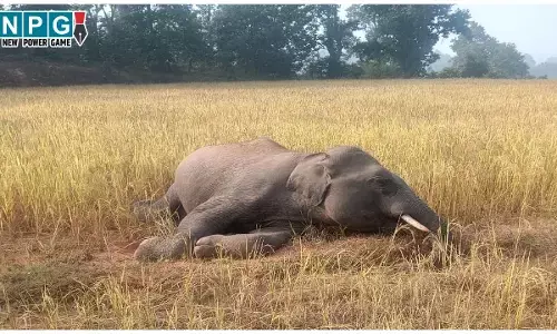 CG Elephant Death Case: छत्तीसगढ़ में करंट से हो रही हाथियों की मौत, अब तक 18 हाथियों की गई जान