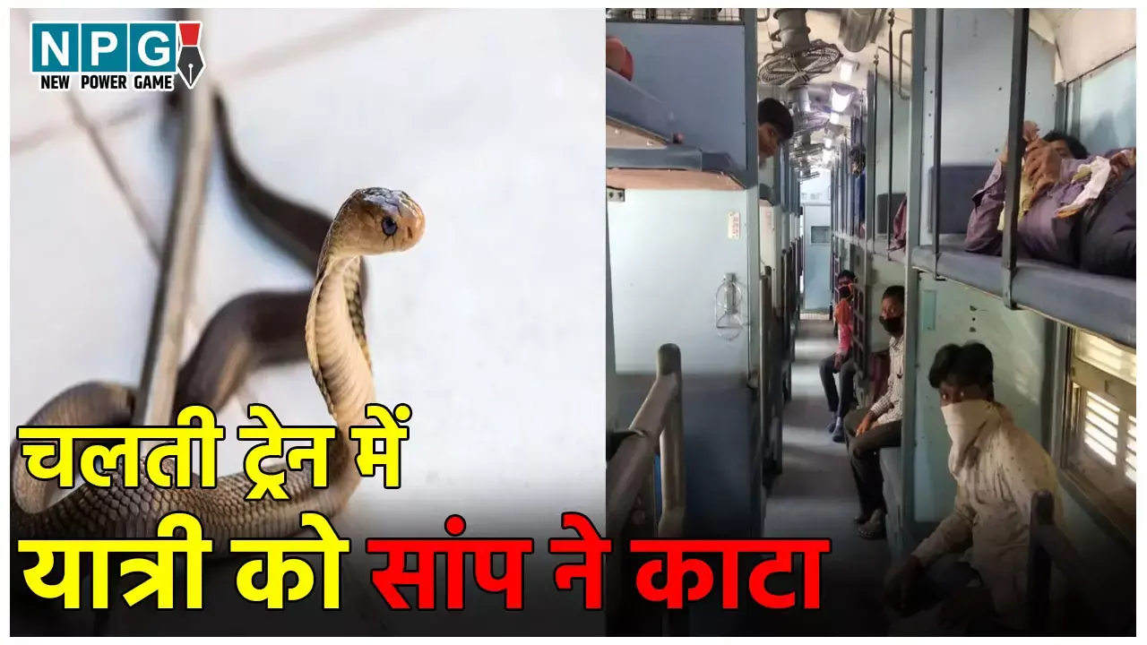 Jhansi Train News: चलती ट्रेन में यात्री को सांप ने काटा, कोच में यहां वहां भागने लगे यात्री, रेलवे ने बताया साजिश