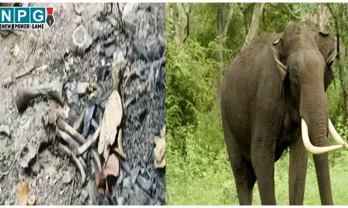 CG News: वन्यजीव खतरे में, पहले टाइगर फिर तेंदुए और अब हाथी का मिला शव, रहस्यमयी मौत ने खड़े किये सवाल