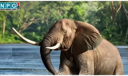 MP News: CM मोहन यादव ने दिए निर्देश, वन्य-जीव के रहवास, प्रबंधन एवं संघर्ष के उपायों के अध्ययन के लिये भ्रमण पर जायेंगे वन अधिकारी