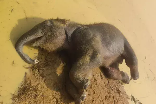 Chhattisgarh News: धरमजयगढ़ फारेस्ट एरिया, हाथियों के लिए बन गया कब्रगाह, 3 साल में 20 की मौत
