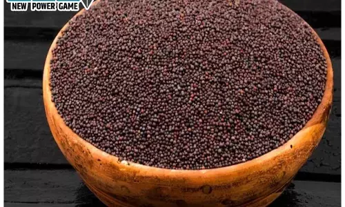 Rai Ke Fayde: राई का चूर्ण खाने और इसका पेस्ट लगाने के ये जबरदस्त फायदे आप नहीं जानते होंगे, पढ़िए बड़े काम की खबर...