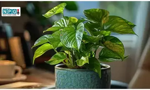 Right direction to plant a money plant: घर में सुख-समृद्धि लाने के लिए जानें वास्तु टिप्स