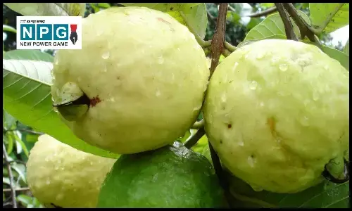 डायबिटीज में अमरूद का सेवन जानिए इसके फायदे और सही मात्रा