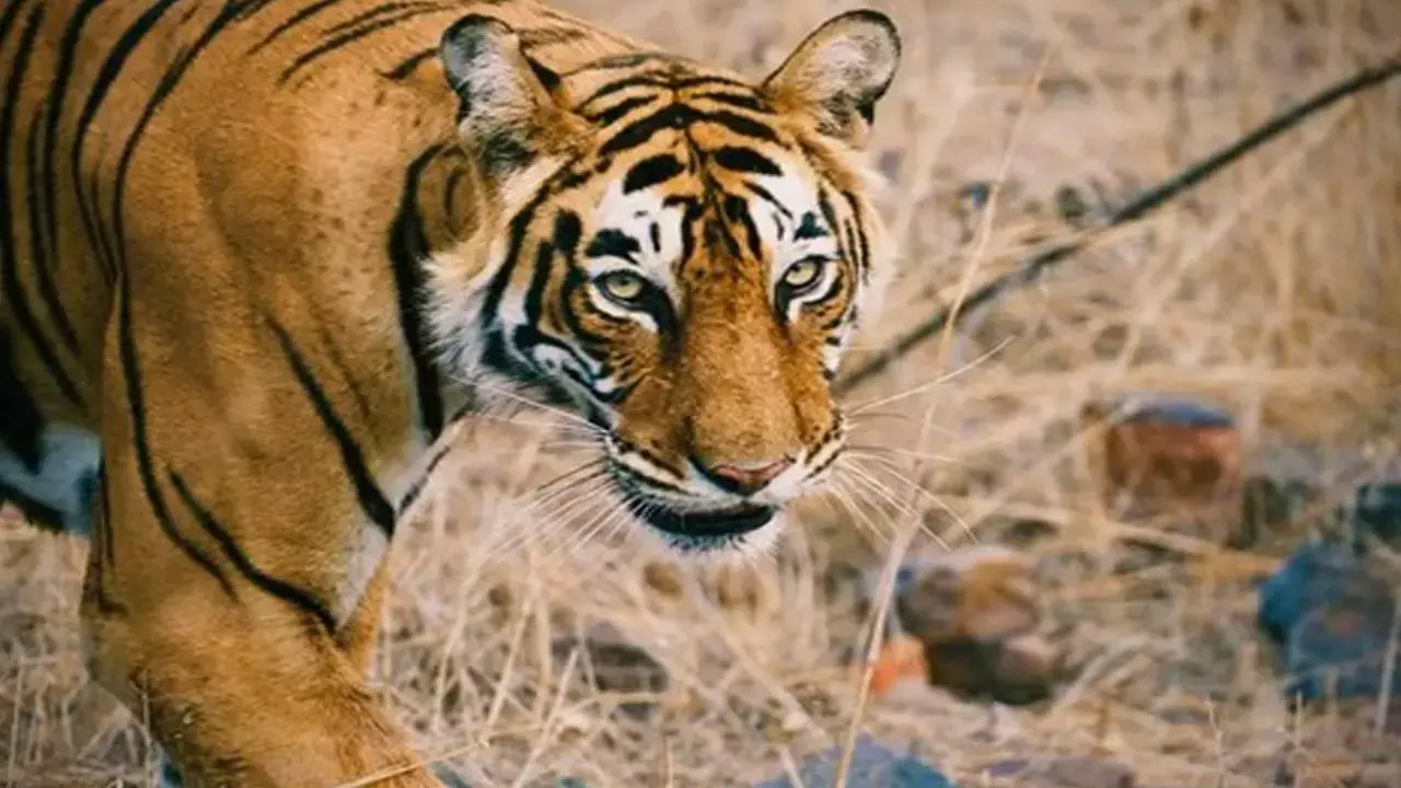 Mp News: सरकार ने बढ़ाई मुआवजा राशि, जंगली जानवरों के हमले से मौत होने पर मिलेंगे 25 लाख रुपये